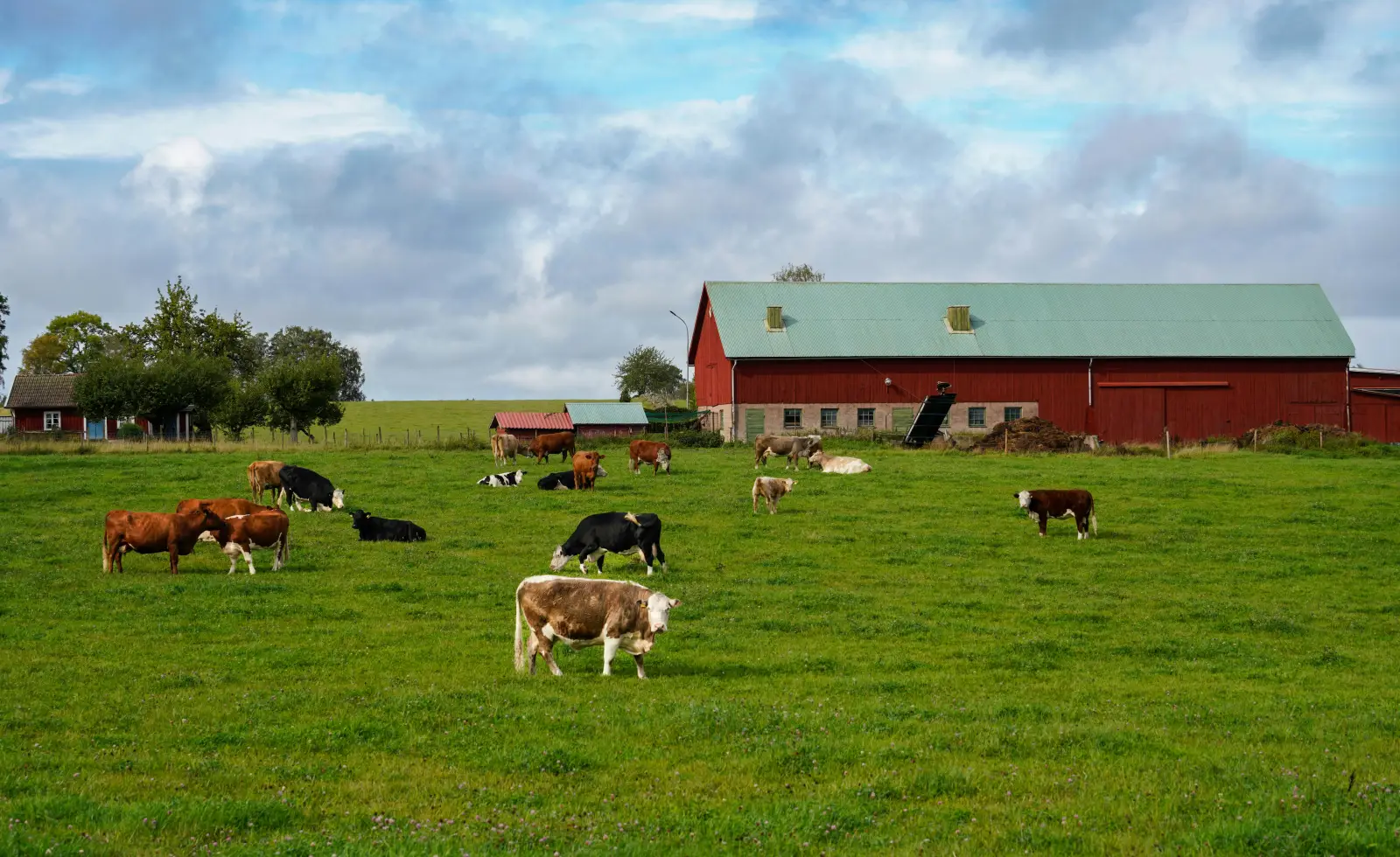 Cattle standing in a field representing traceability-ready livestock operations.